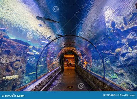 Underwater Tunnel In Oceanografic, Valencia Spain Editorial Photo ...