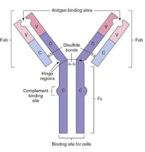 Lecture Adaptive Immunity Flashcards Quizlet