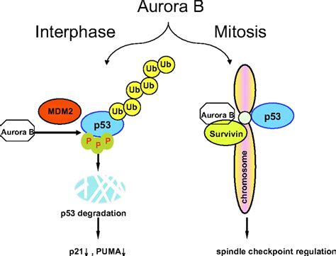 Aurora B Kinase Phosphorylates And Instigates Degradation Of P Pnas