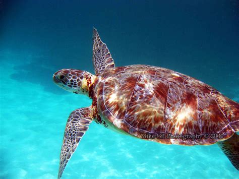 Sea Turtle Fragile Paradise