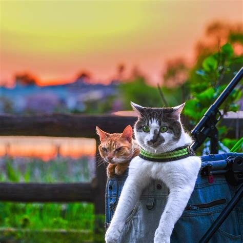 Traveling Cats 30 Purrfect Photos Of Two Cats Accompanying Their