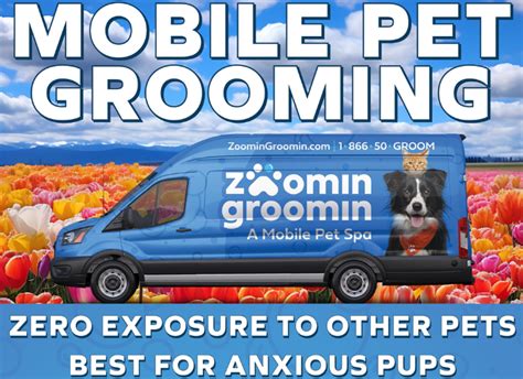 Mobile Pet Grooming Miami Advice From Petworks Pros