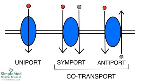 11 Membrane Transport And Intracellular Calcium Regulation SimpleMed