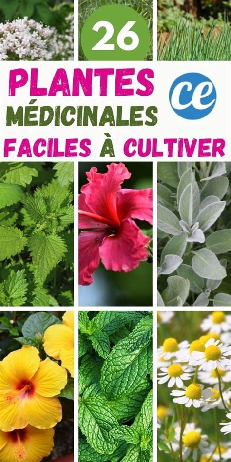 26 Plantes Médicinales Faciles à Cultiver Pour Faire Vos Propres