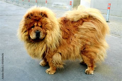 Brown chow chow dog living in the european city Stock Photo | Adobe Stock