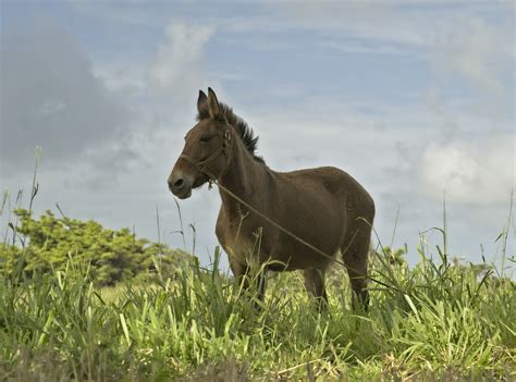 Mule Equine Hybrid - Free photo on Pixabay - Pixabay