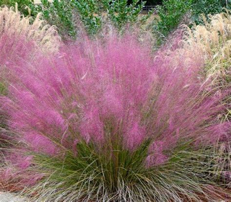 Muhlenbergia capillaris 粉黛乱子草 1 bundle CN G Flower Wholesale