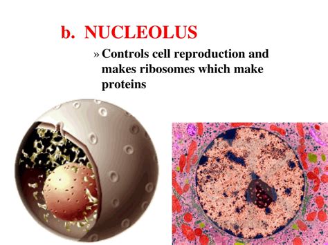 Ppt Cell Structure And Function Powerpoint Presentation Free