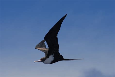 Great frigatebird (Fregata minor)