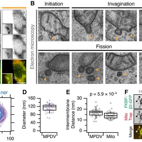 Mitopits Are Clathrin Coated Pits A Representative Confocal