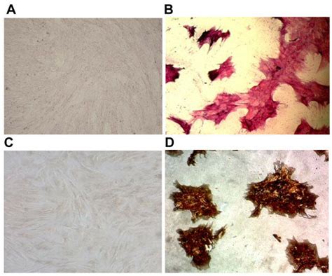 BM MSCs Osteogenic Induction Alkaline Phosphatase AP And Von Kossa