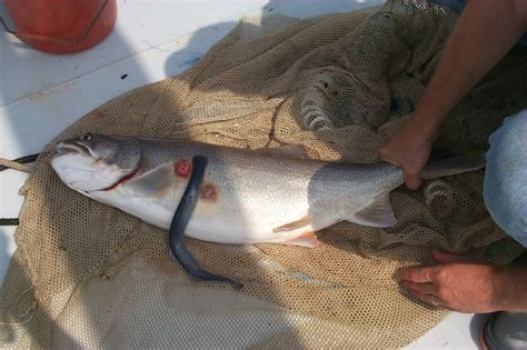 Sea Lamprey Eating Lake Trout