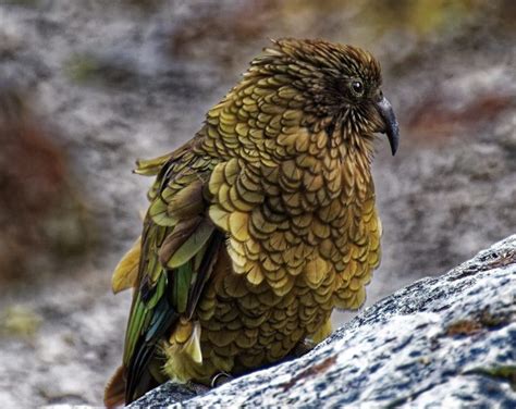 Kea Faunafocus