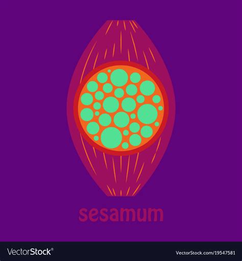 Free Flat Of The Normal Sesamoid Bone External And Vector Image Nohatcc