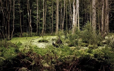 Dark Swamp Hd High Definition Wallpapers 2 Amazing World Gallery