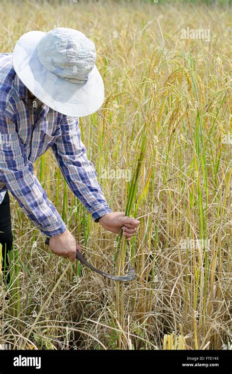 Farmer Detail Of Man Cutting Rice With A Sickle Stock Photo Alamy