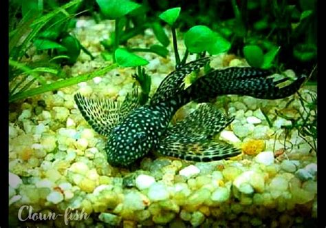 Анциструс Вуаль - Темный