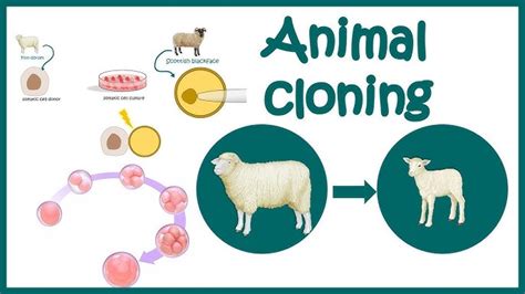 Dolly The Cloned Sheep Diagram