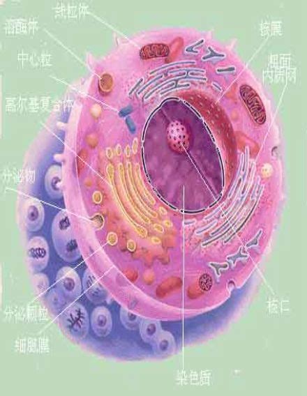 真核细胞型微生物360百科