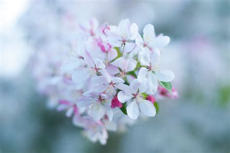 Banco de imagens natureza ramo Bokeh plantar flor pétala floral