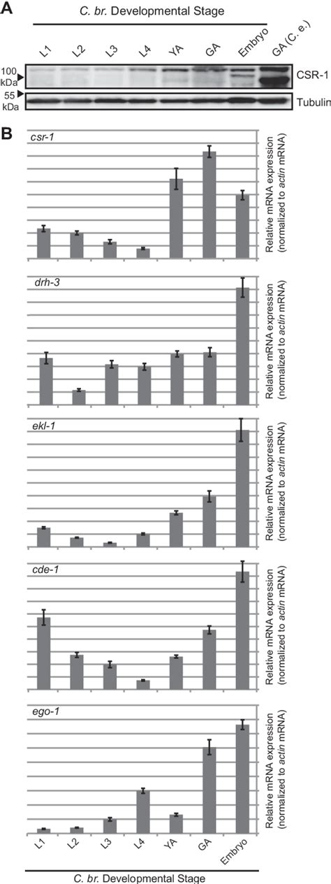 Figure From Comparative Functional Characterization Of The Csr G