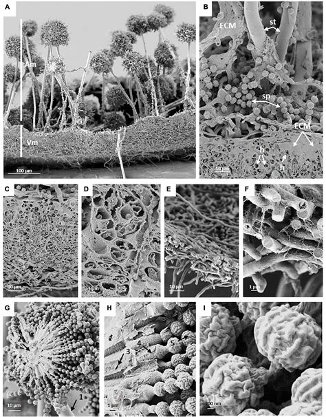 Frontiers Colony Growth And Biofilm Formation Of Aspergillus Niger