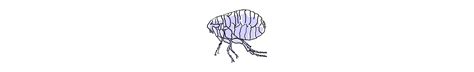 Help And Advice About Cat Fleas Frontline Uk