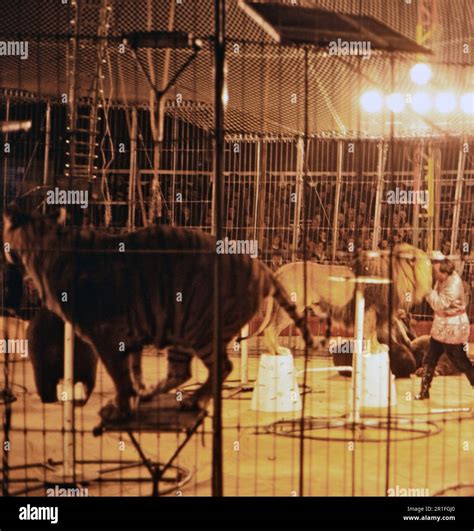 Lion Tamer Placing His Head Inside A Lions Mouth In A Circus In Russia