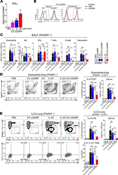 JCI Insight STING Activation In Alveolar Macrophages And Group 2