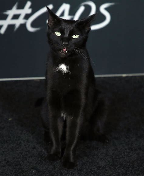 Salem El Gato Apareció En La Alfombra Roja De La Nueva Serie De