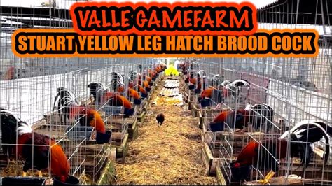 Stuart Yellow Leg Hatch Brood Cock Valle Gamefarm Youtube