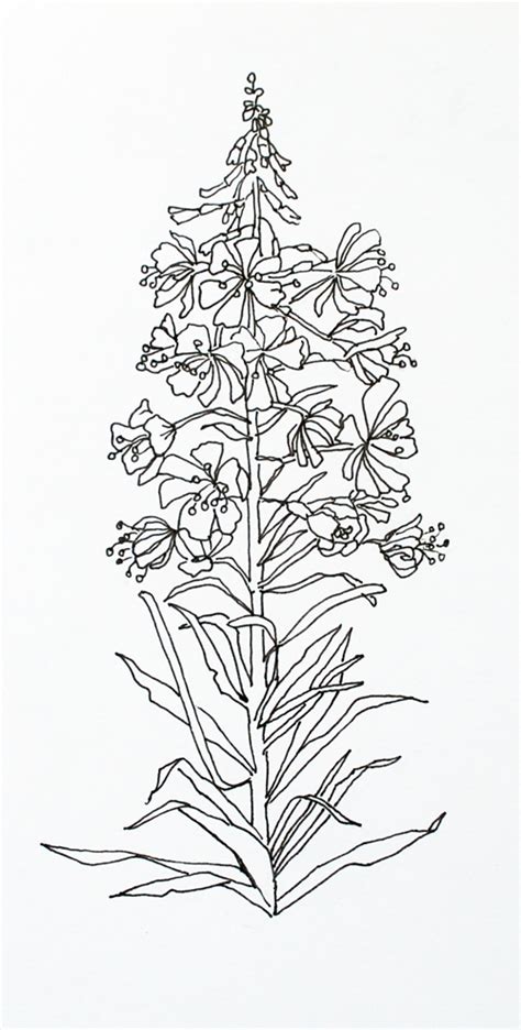 Fireweed Drawing