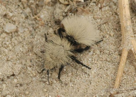 Dasymutilla Sackenii Dasymutilla Sackenii Bugguide Net