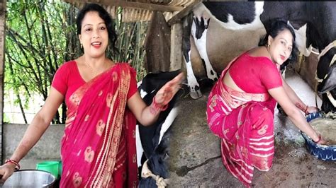 সকালে গরু খেতে দিয়ে গরুর দুধ দুনি করলাম Cow Milking By Hand Village