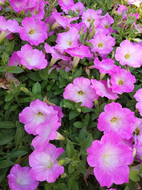 Pink flower in the garden stock photo. Image of flowers - 151151172