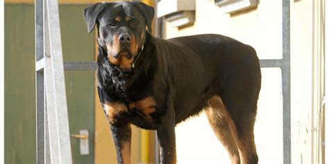 Roma Muore Un Cinquantenne A Manziana Sbranato Da Tre Rottweiler