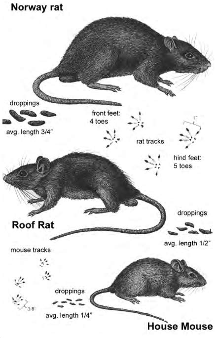 Controlling Rats And Mice Around The Farm Panhandle Agriculture