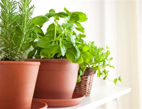 Faire Pousser Des Plantes Aromatiques Chez Soi Si Si C Est Facile