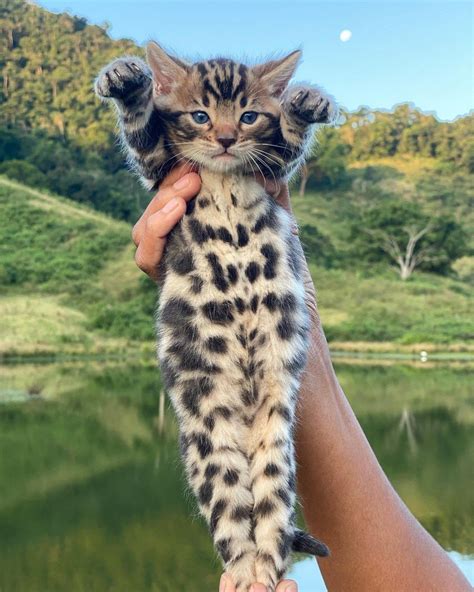 35 Pictures Of Bengal Cats That Prove They Re One Of The Most Beautiful