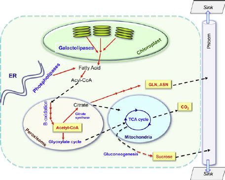 Lipid Turnover During Leaf Senescence Alternative Pathways For