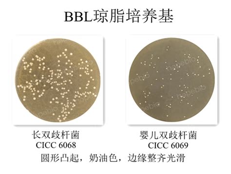 质控菌株在bbl琼脂培养基上的生长情况 微生物图片 青岛海博生物