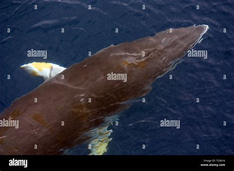 Southern Minke Whale Stock Photo Alamy