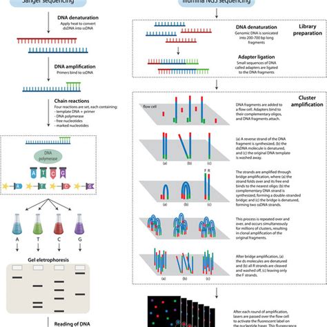 Comparison Of Sanger Sequencing Left And Illumina Next Generation