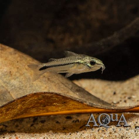 True Pygmy Cory (Corydoras pygmaeus) Tank Raised - Group of 10 1 ...