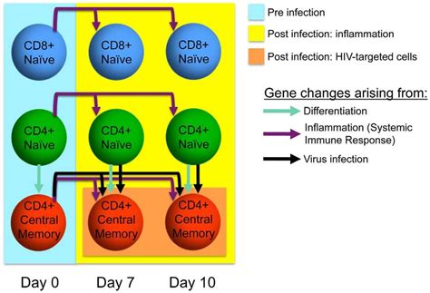 Schematic figure illustrating factors affecting the transcriptional ... 
