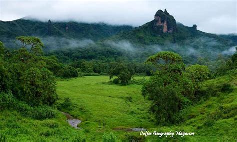 The Harena Cloud Forest Of Ethiopia In Critical Danger Coffee