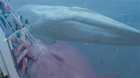 Giant Squid Size Pared To Blue Whale Bios Pics