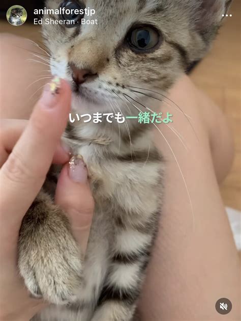 おーぷん On Twitter よろんって、たしか今はゆい氏の飼い猫になってるんですよね？ それを今さら昔の動画や写真をまとめて「日に日に