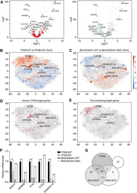 BHLHE40 And BHLHE41 Repress Expression Of Select TFEB Target Genes