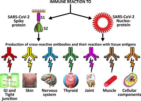 Frontiers Reaction Of Human Monoclonal Antibodies To Sars Cov 2